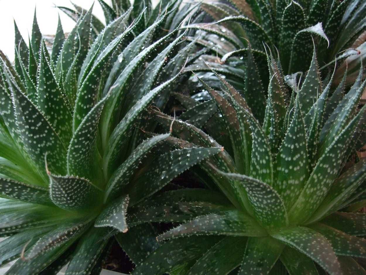 Алоэ остистое хавортия