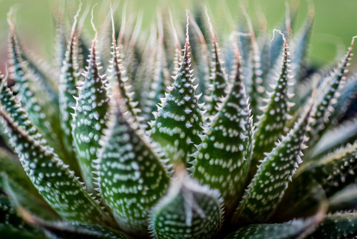 Алоэ остистое цветет