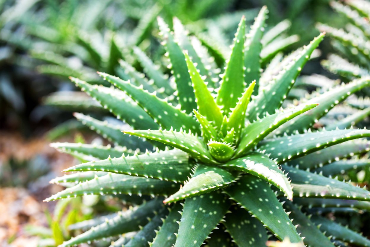 Алоэ Вера древовидное столетник