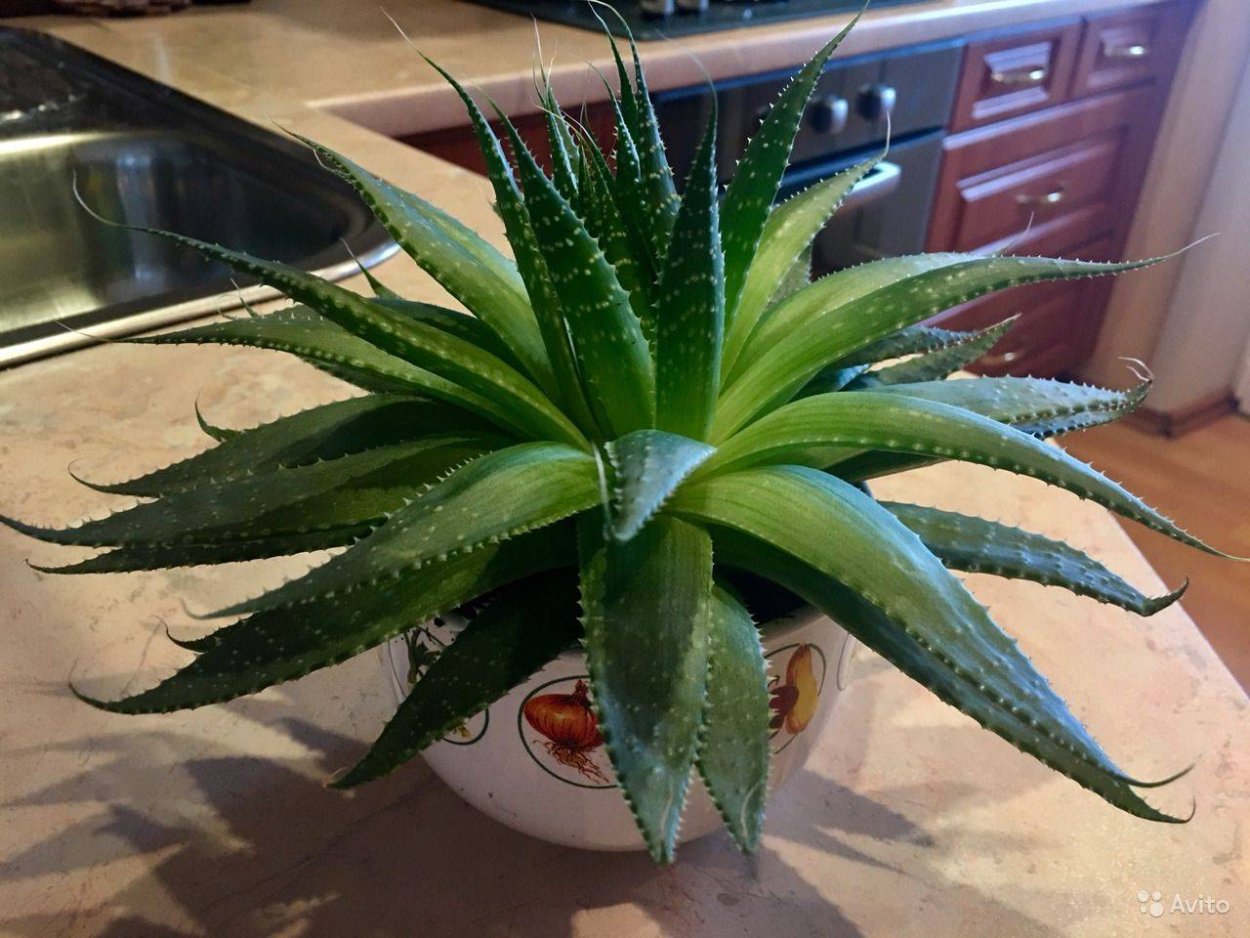 Алоэ Вера аристата