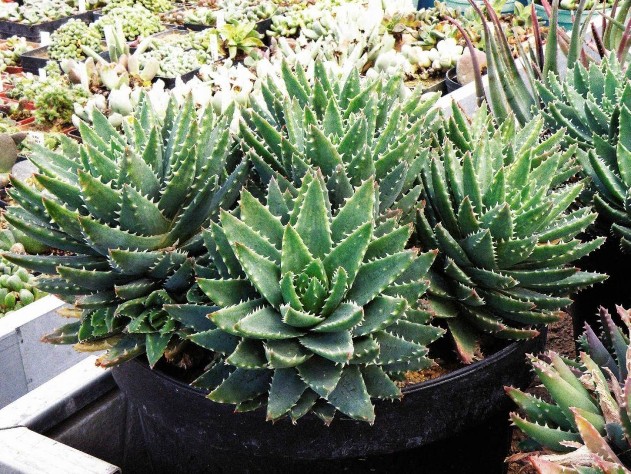 Алоэ остистое болезни