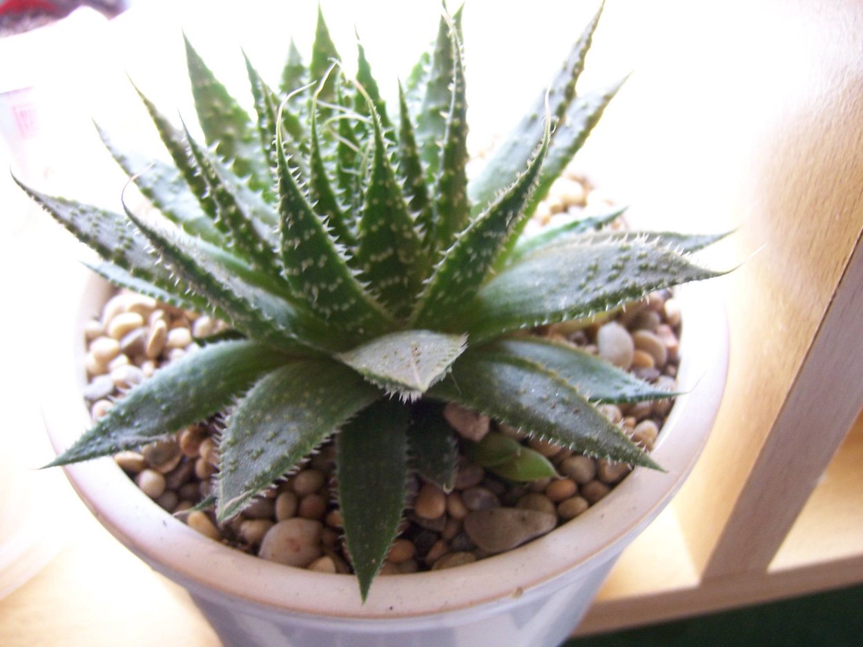 Алоэ остистое хавортия