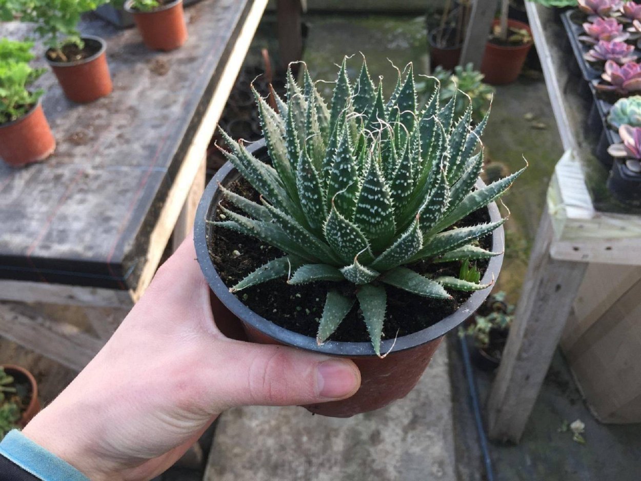 Суккулент алоэ аристата