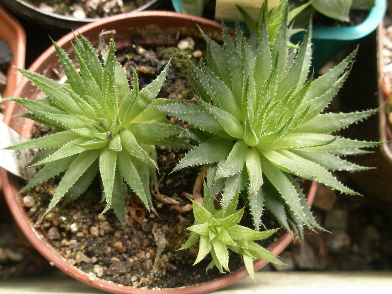 Алоэ остистое суккулент