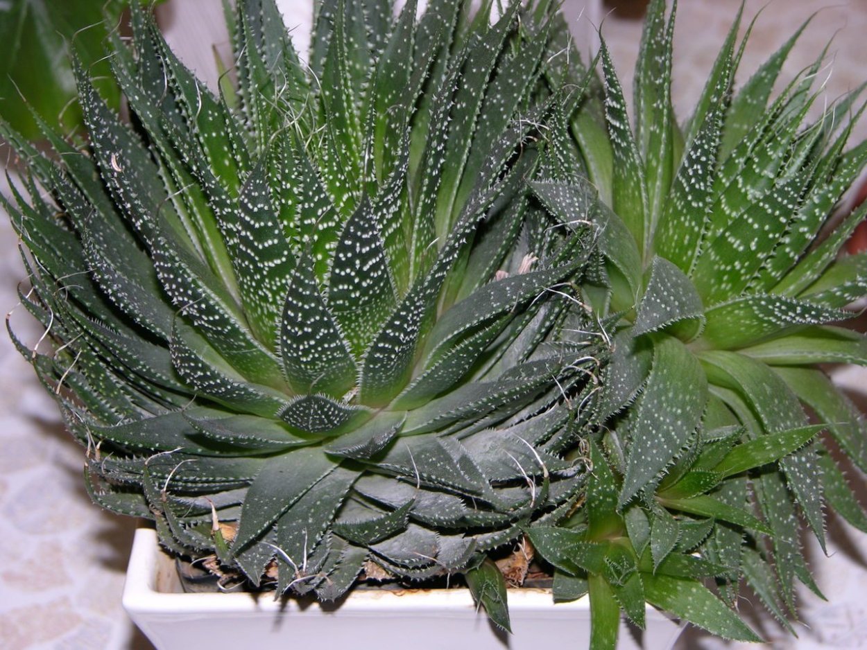 Алоэ остистое цветок