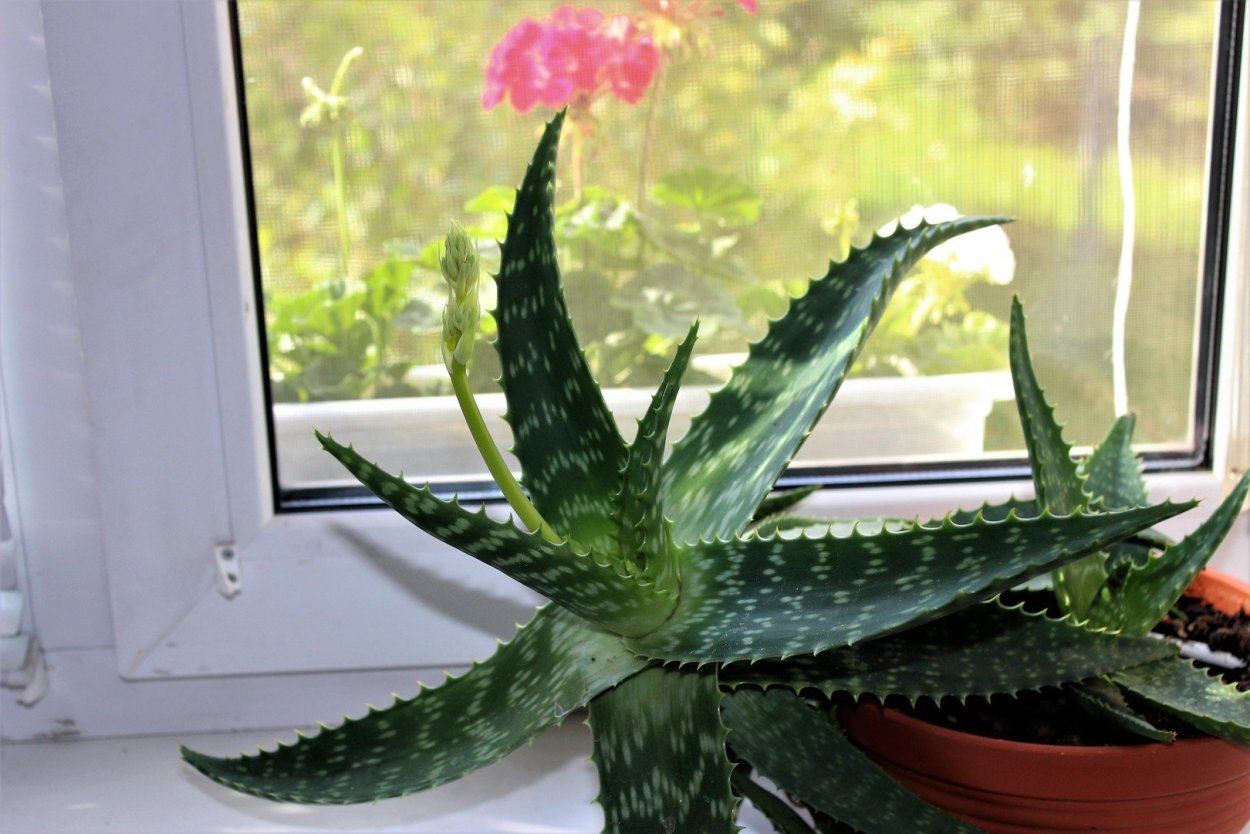 Цветение столетника приметы