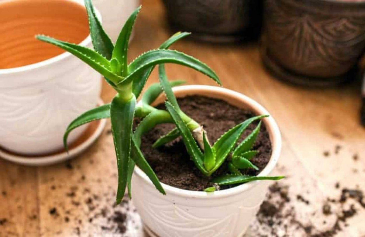 Алоэ Джексона