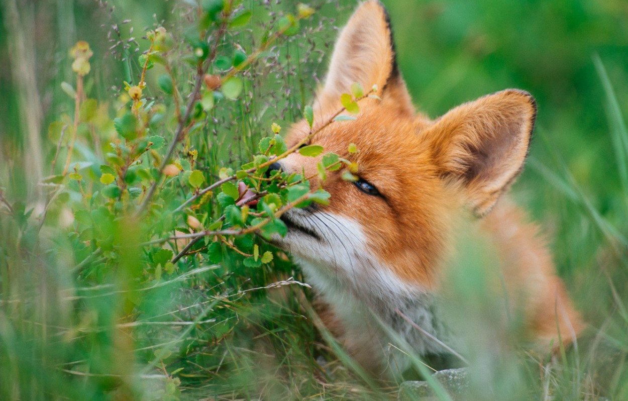 Лиса летом