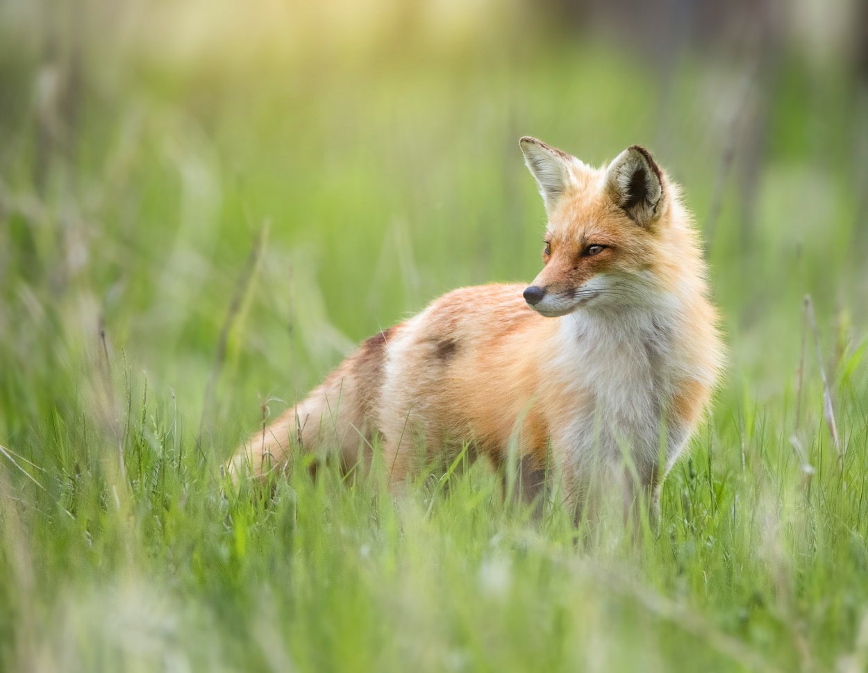 Лиса на Поляне