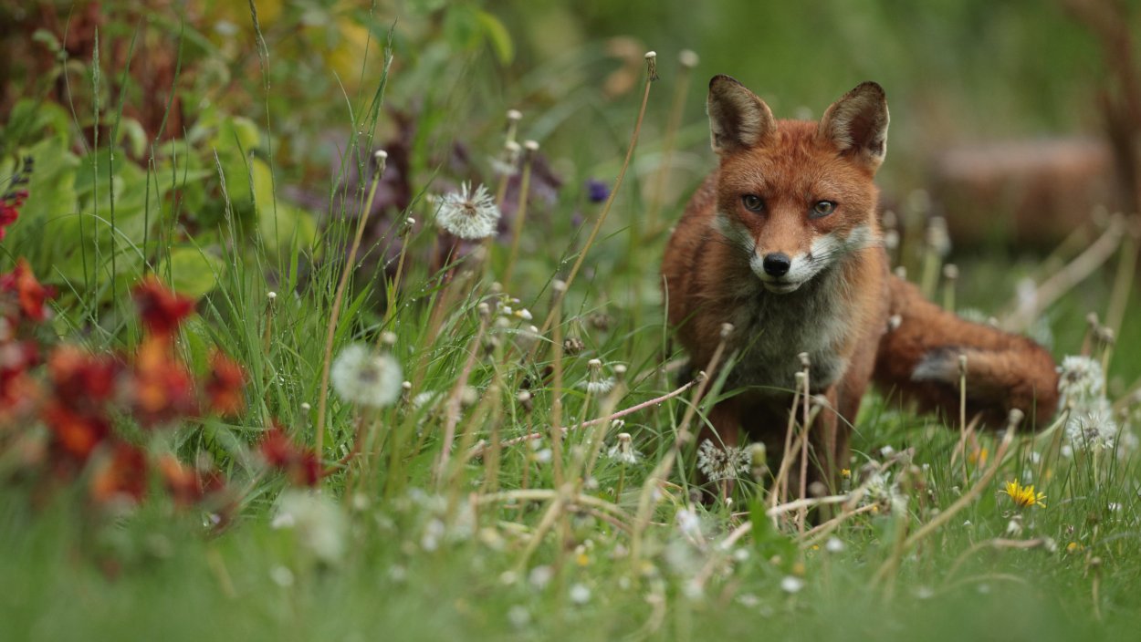 Белые лисички луговые
