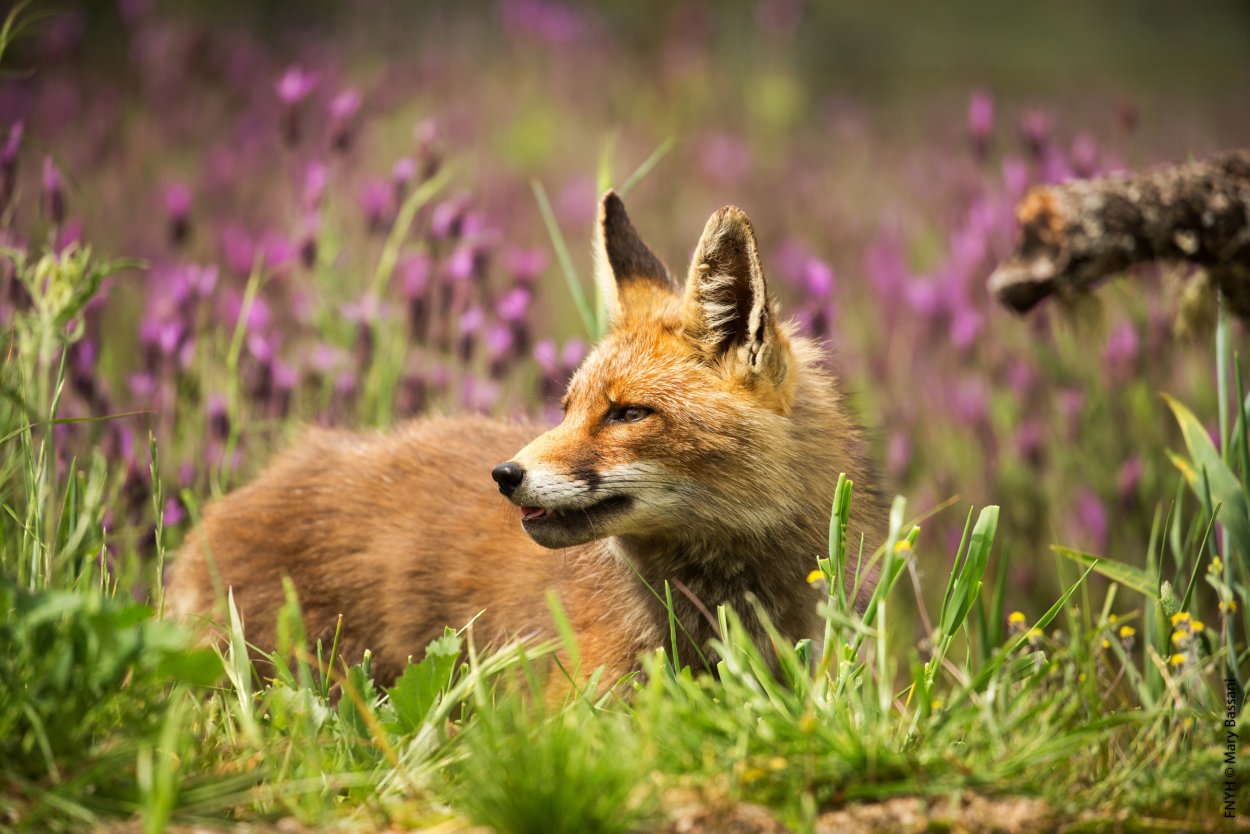 Лиса на лугу