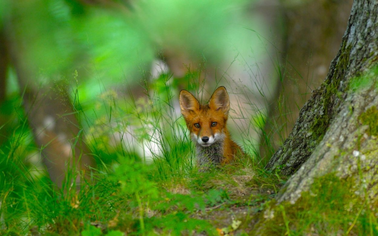 Лиса летом в лесу