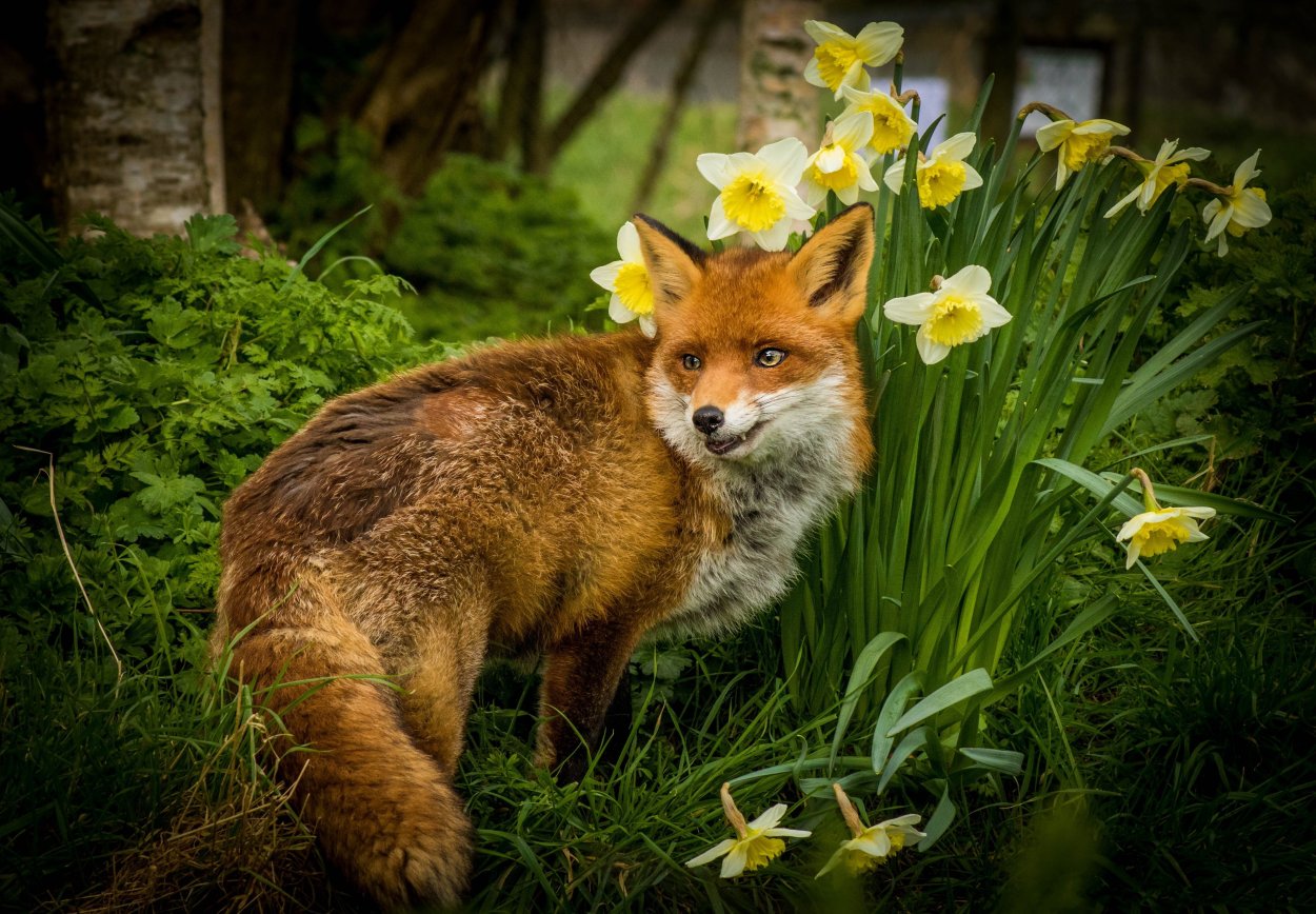 Красивые летние лиса