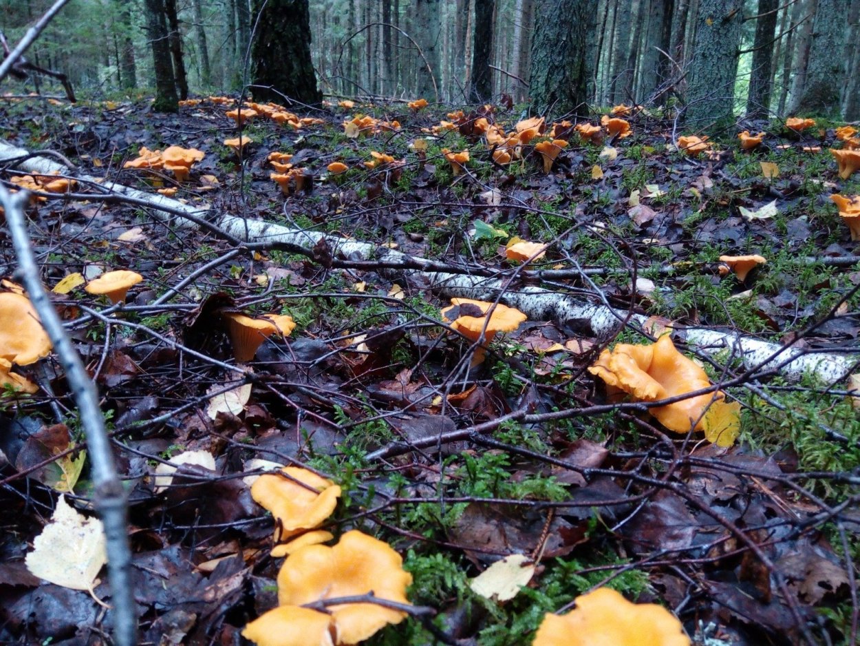 Грибная Поляна лисички