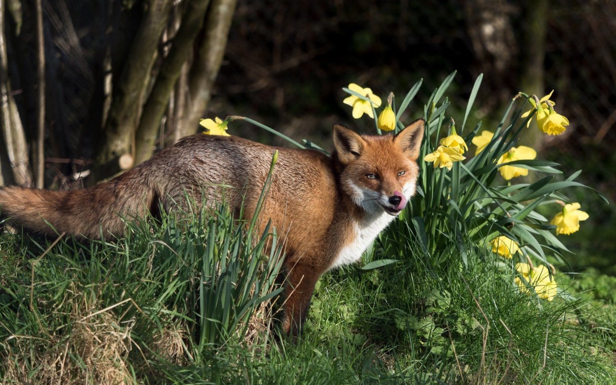 Лисенок в цветах