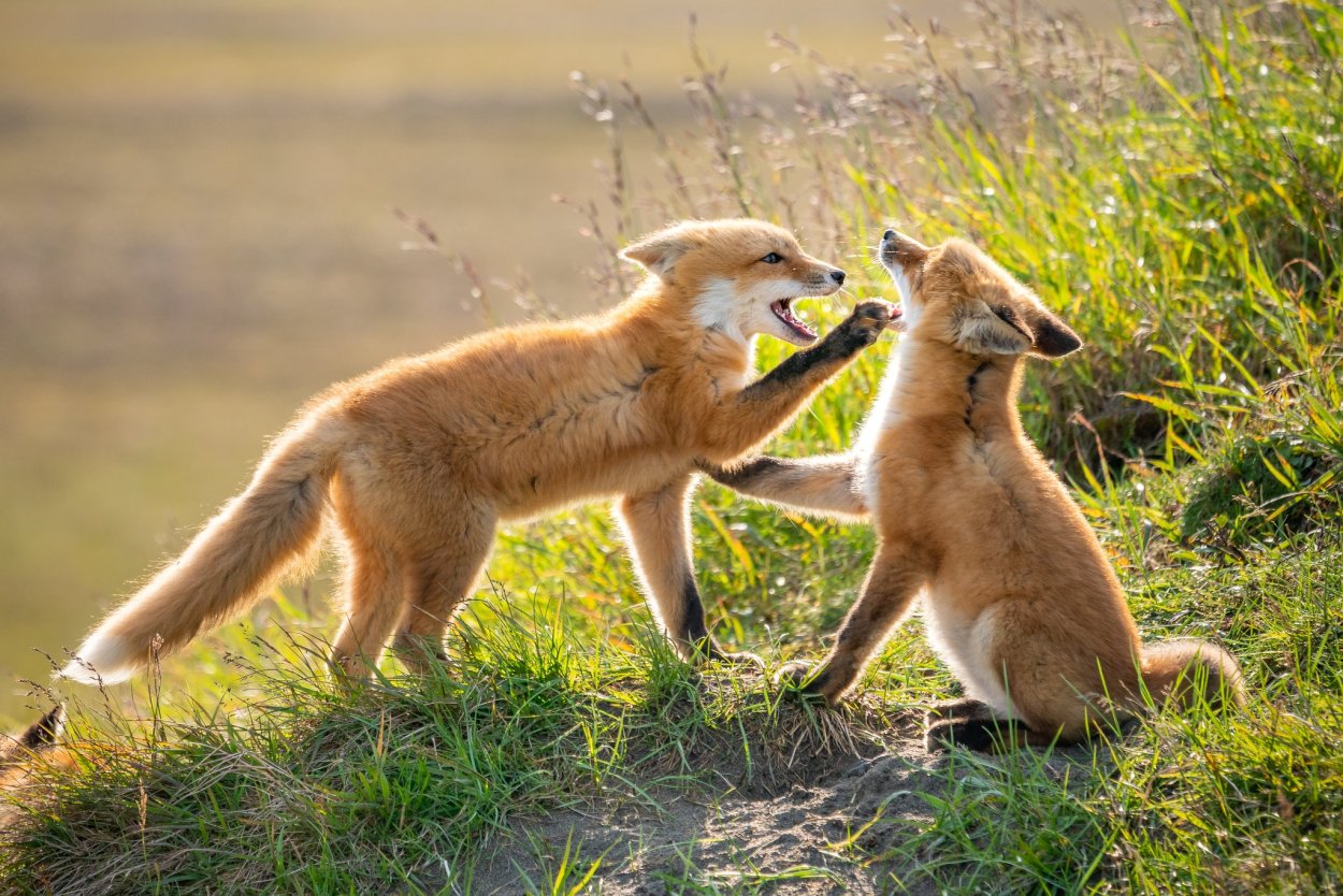 Играющиеся лисята