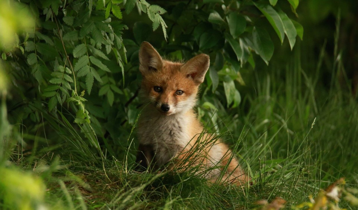 Звери в лесу