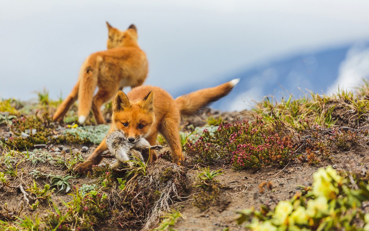 Шантарские острова лиса