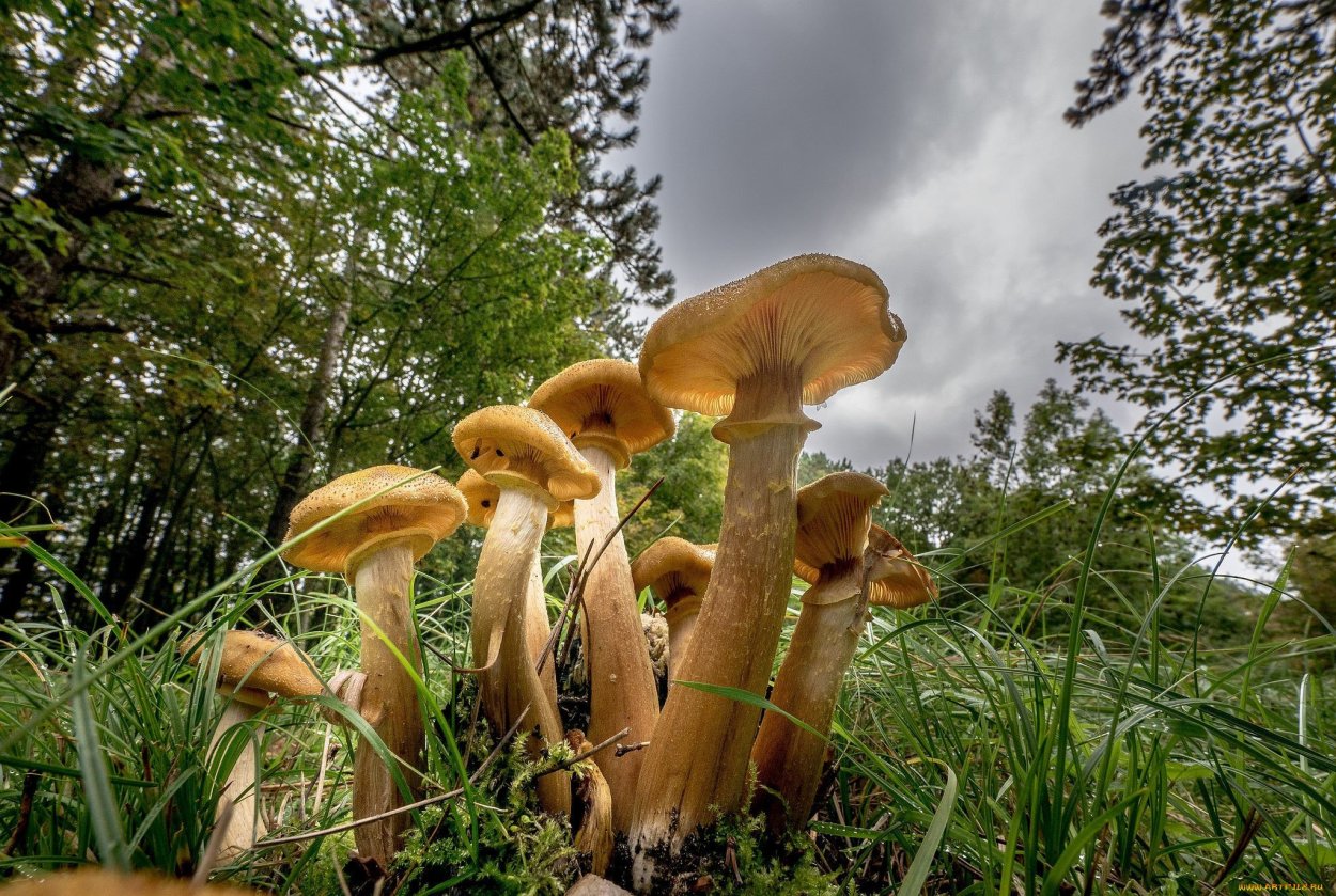 Медовые грибы Armillaria mellea