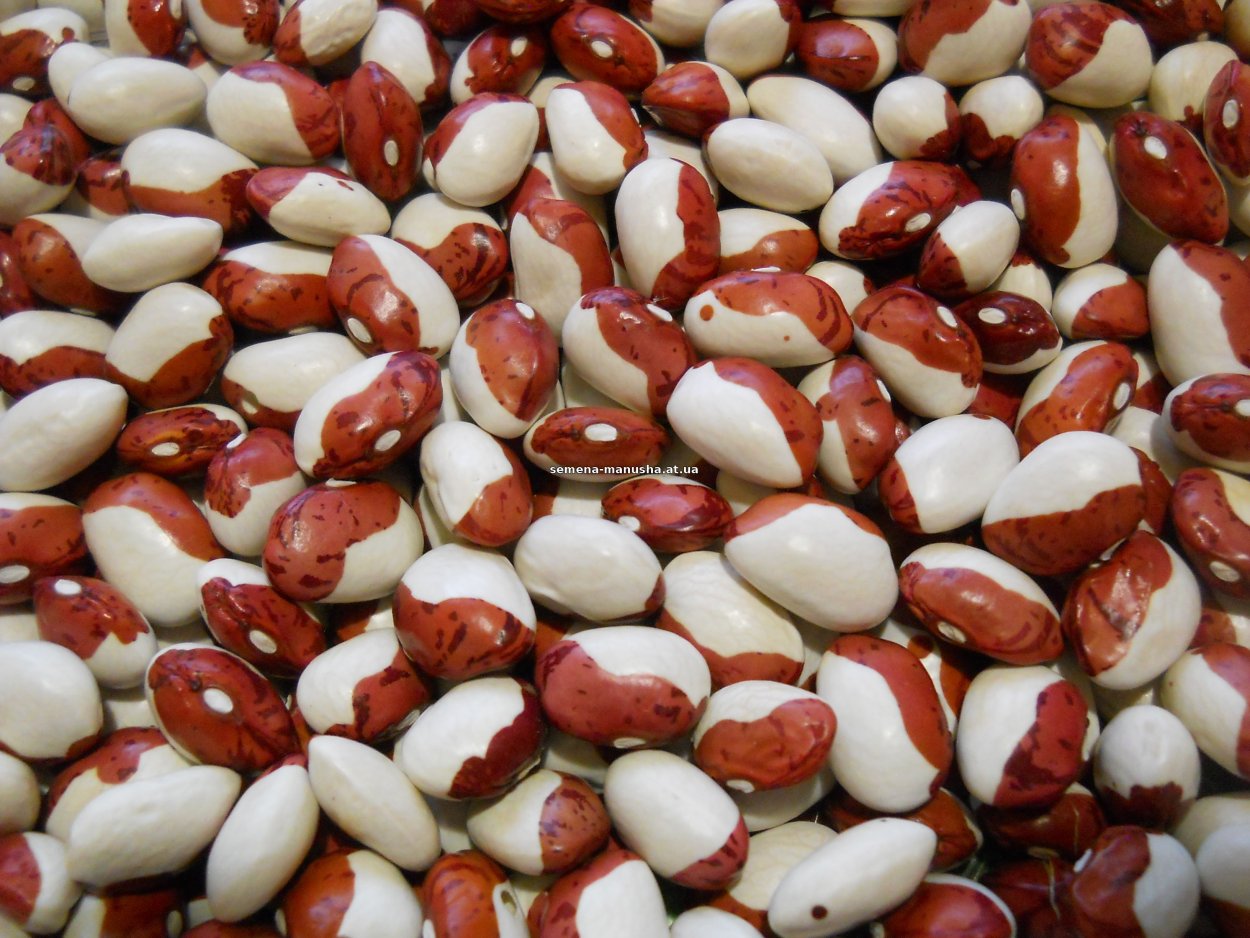 Фасоль сорт Индиана