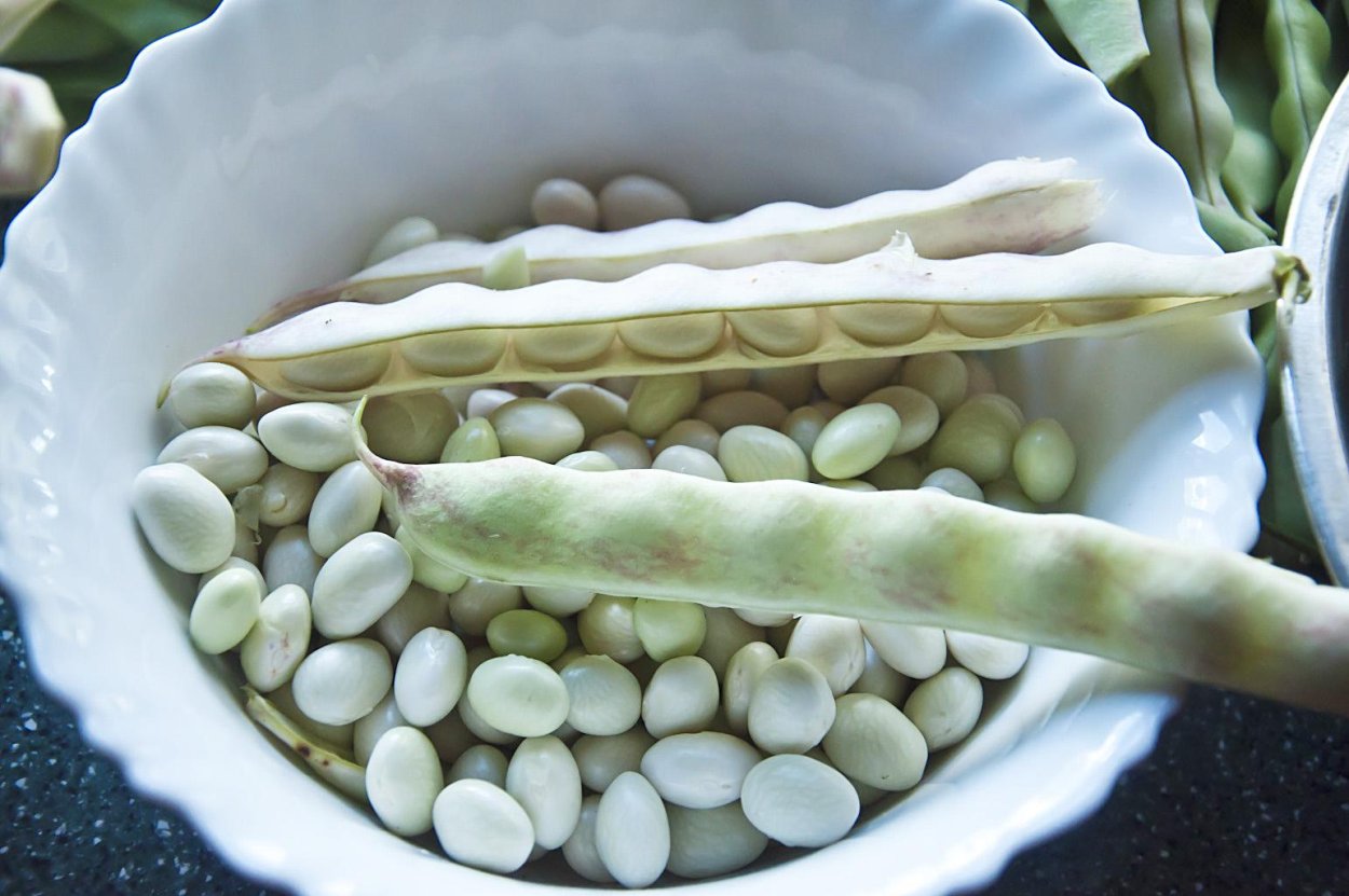 Фасоль луновидная