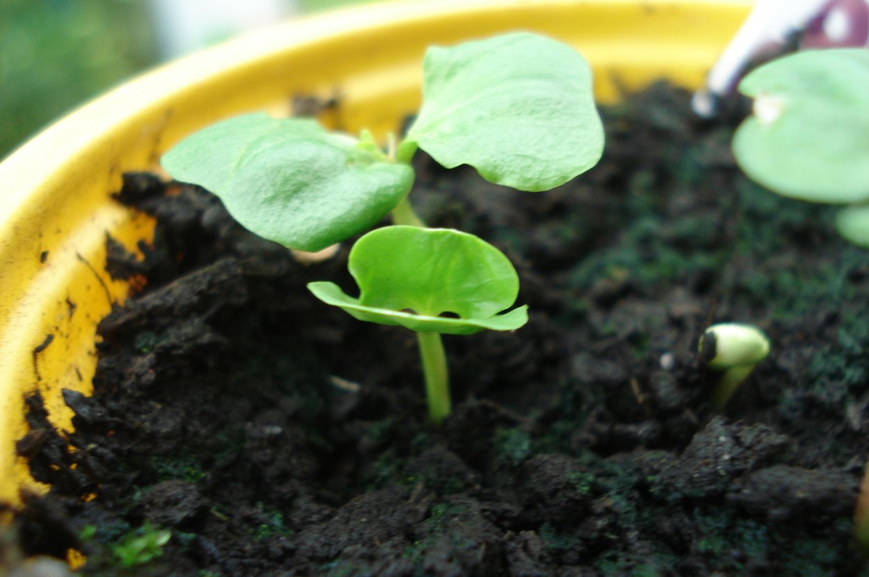 Маленький Росток граната