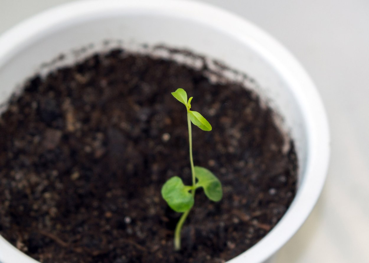 Гранат карликовый Росток