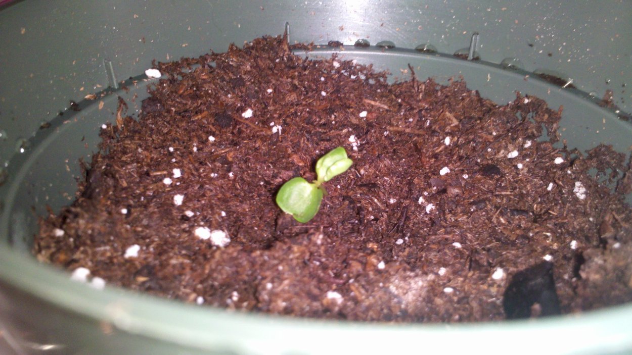 Гранат обыкновенный Росток