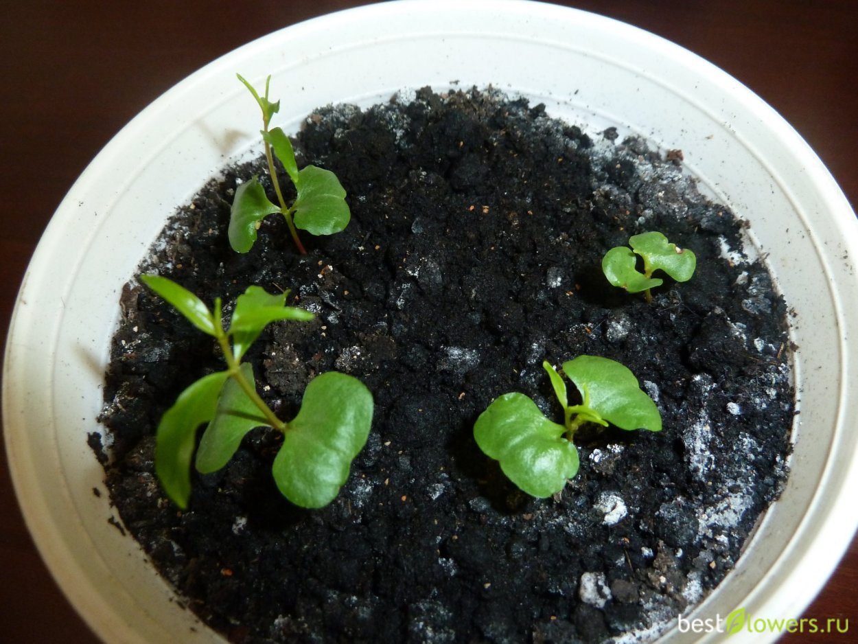 Гранат карликовый Росток