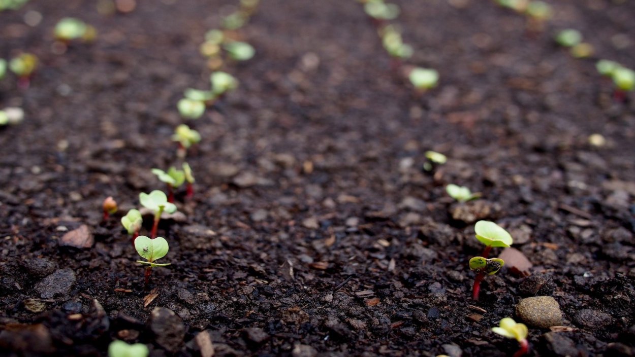 Всходы редиса