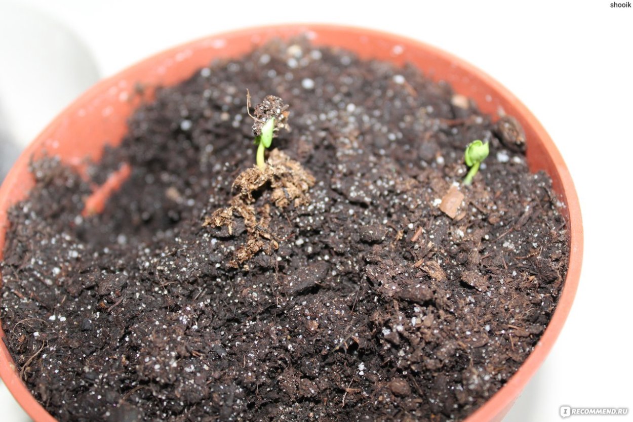 Карликовый гранат всходы