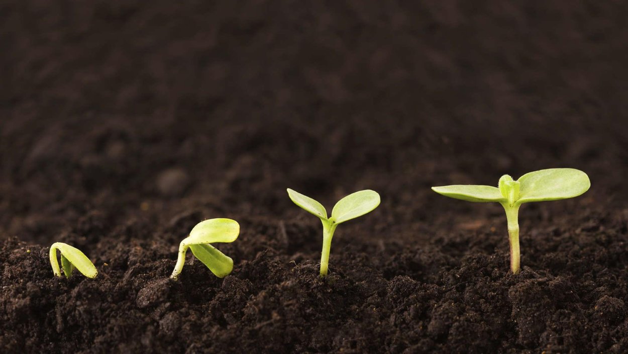 Проростки гороха