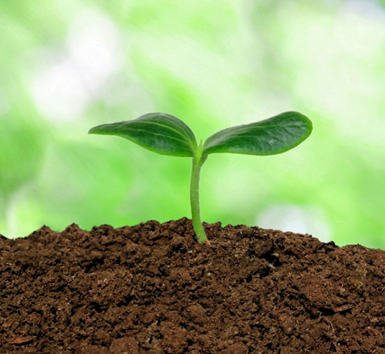 Рассада фон