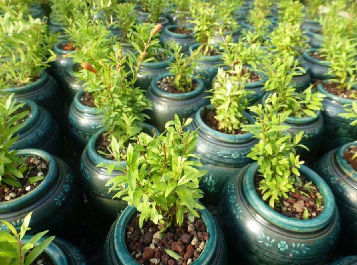 Гранат саженец в горшке