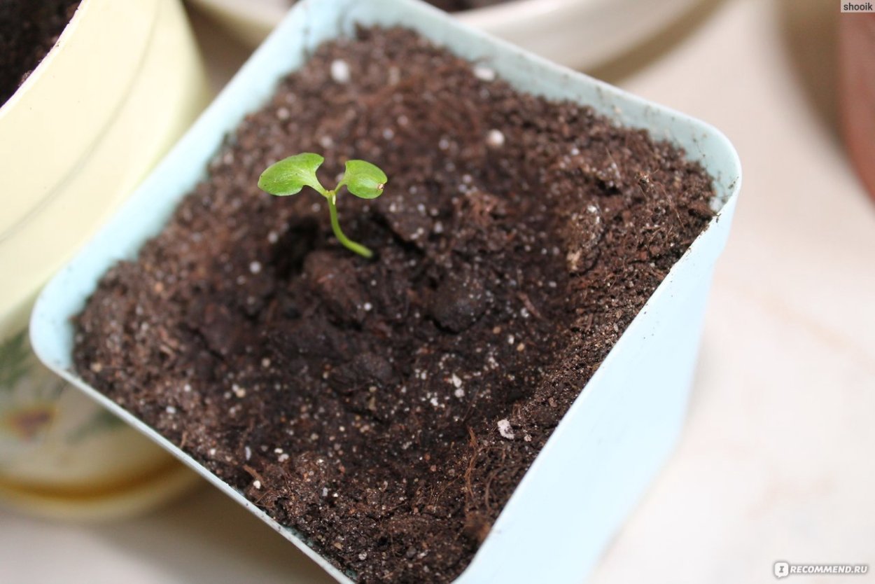 Гранат всходы из семян