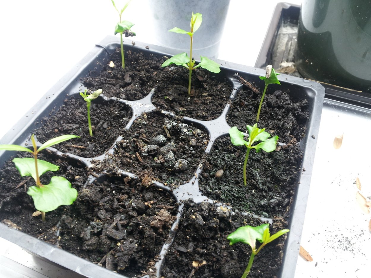 Гранат всходы сеянцы