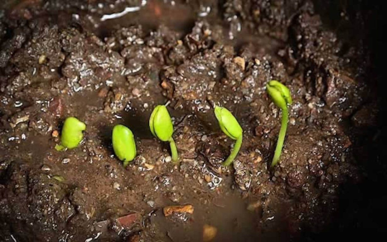 Тамаринд Росток