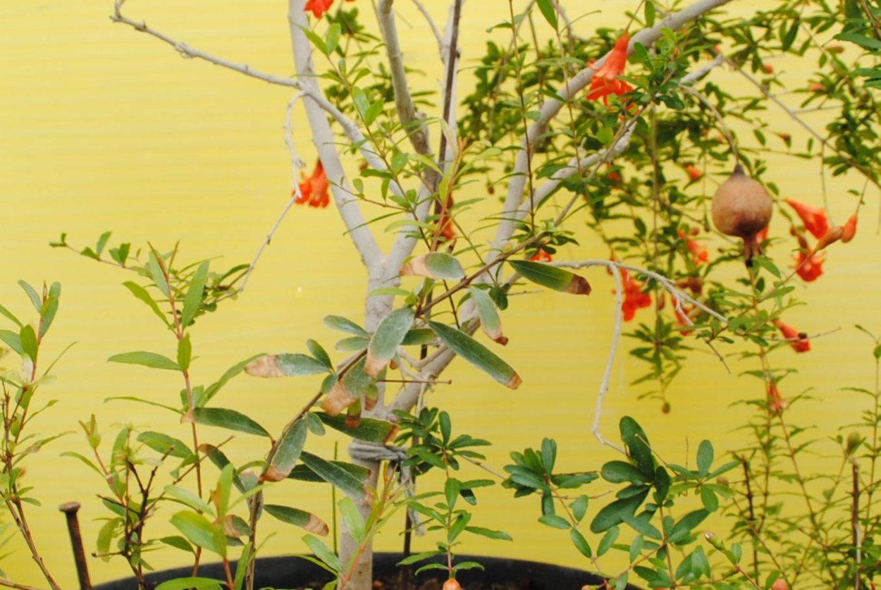 Комнатный гранат листья