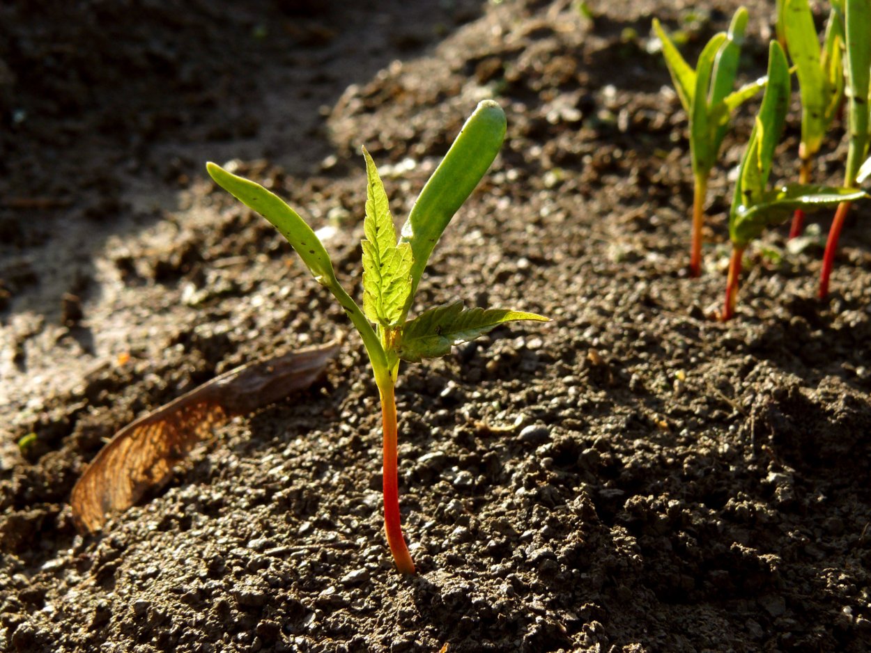 Клен ясенелистный всходы