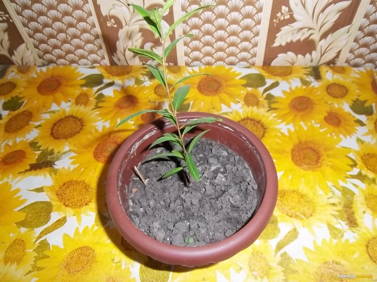 Комнатный гранат из семян