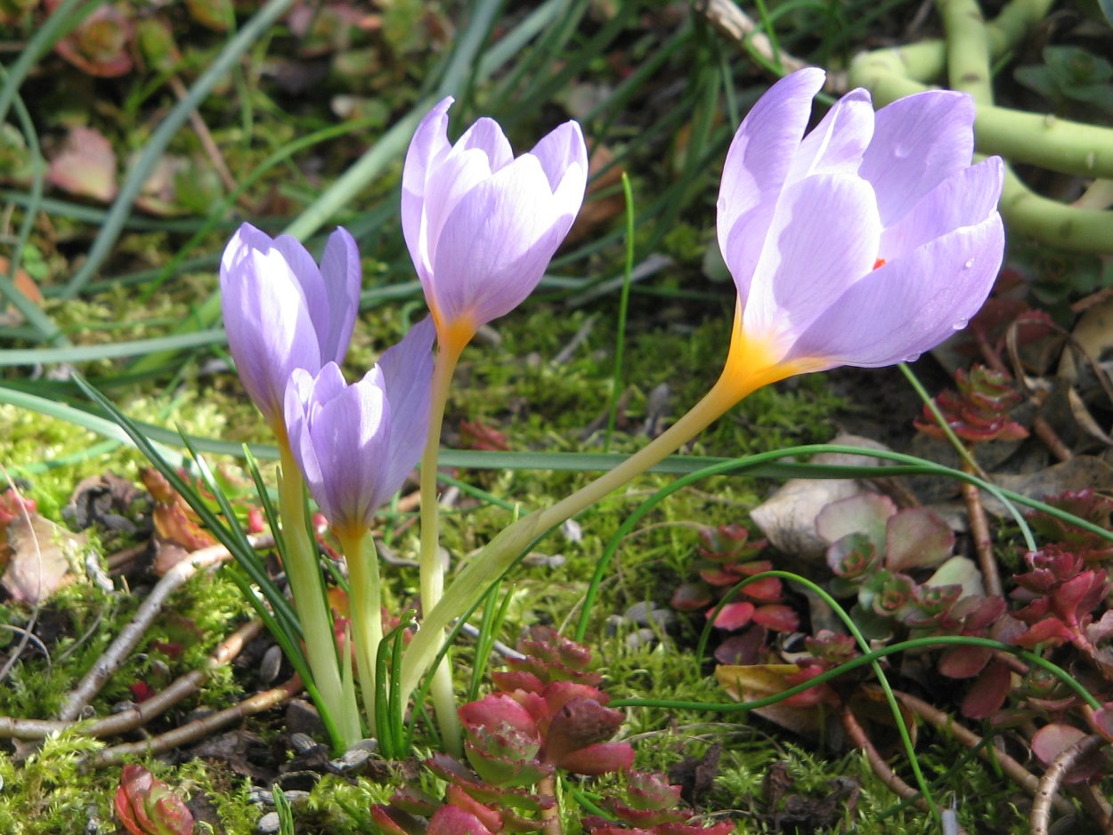 Крокусы ветвей