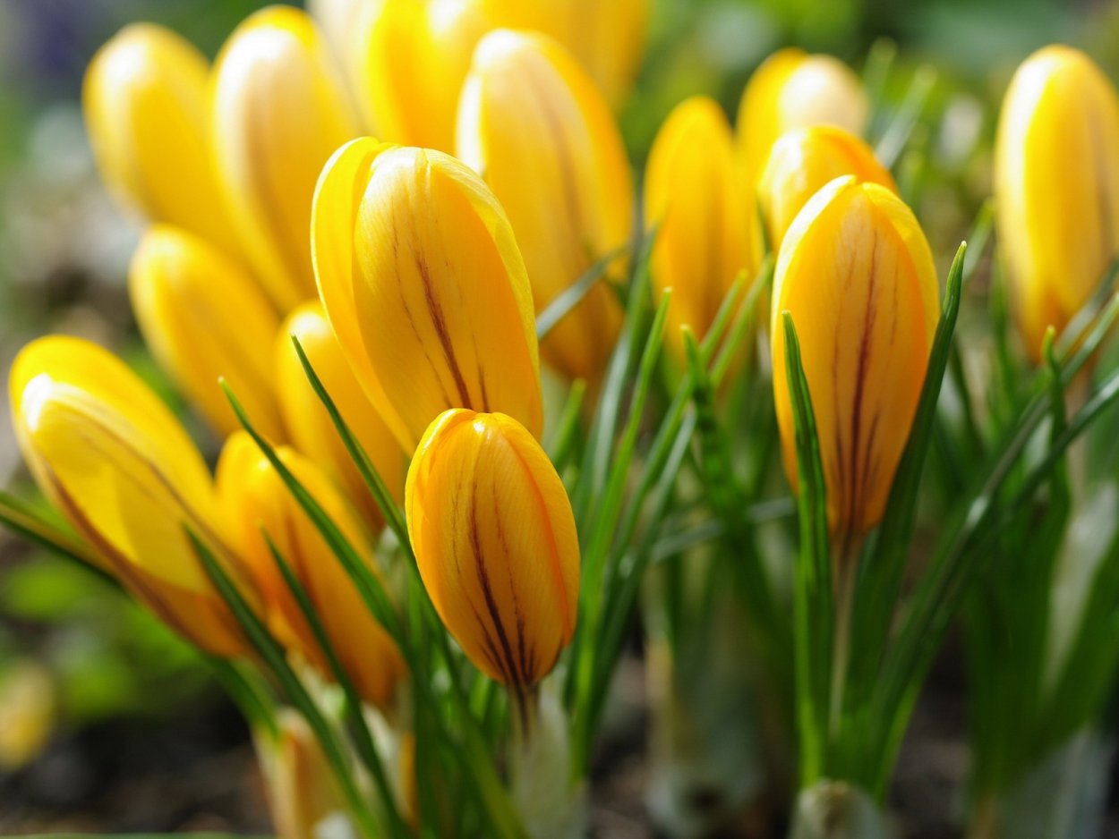 Бойчечак расми