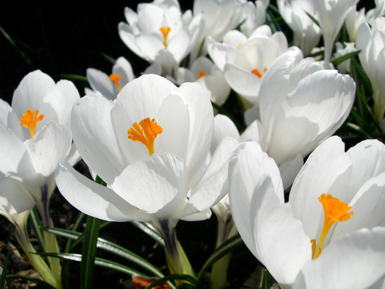 Бойчечак Гули