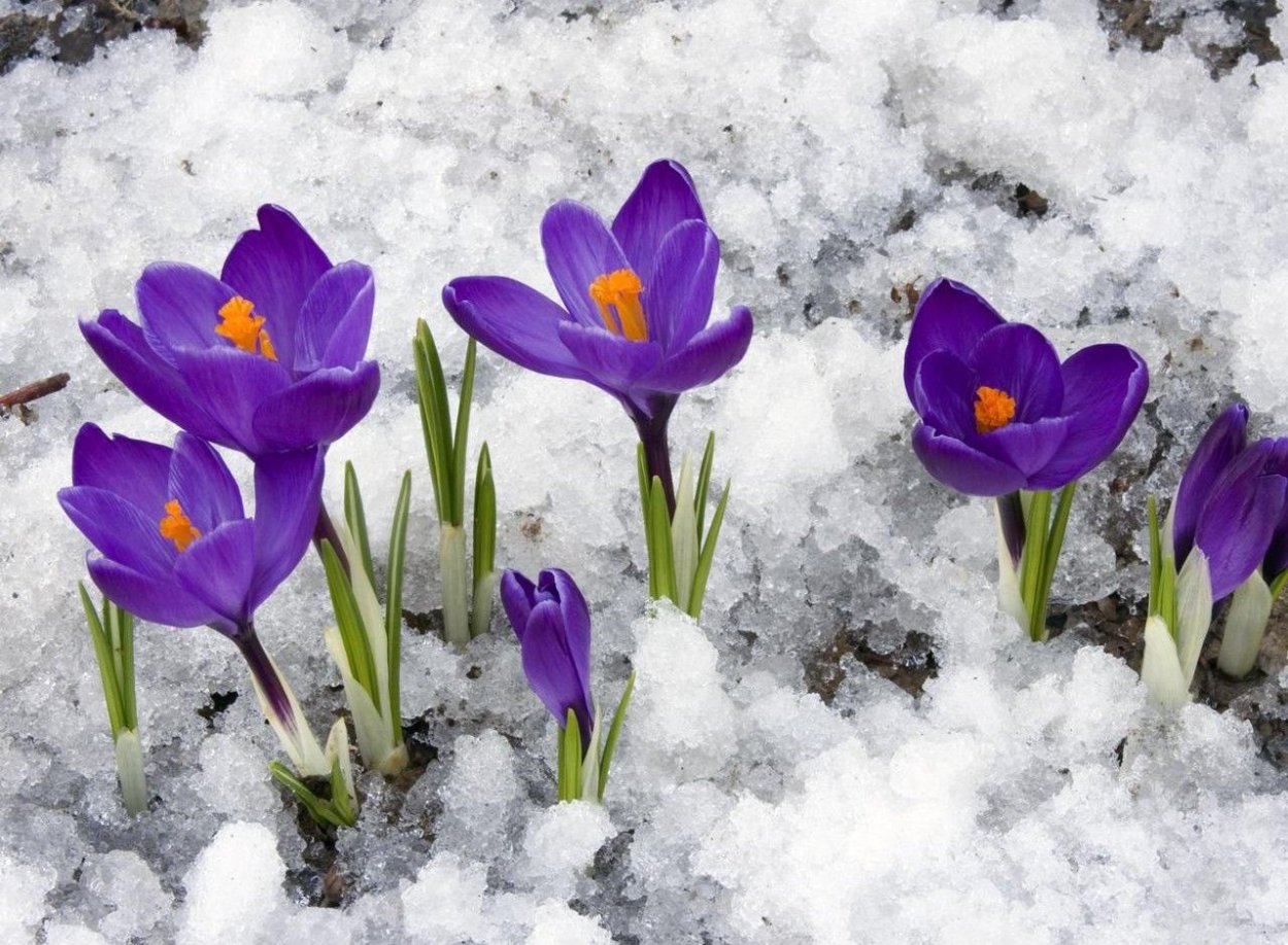 Первоцветы (подснежники, крокусы, гиацинты).