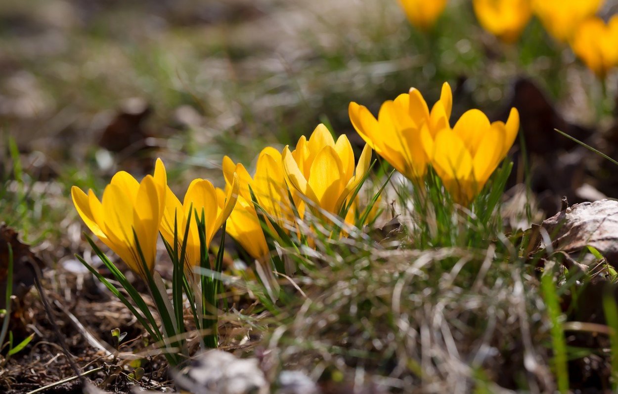 Крокус желтый цветок