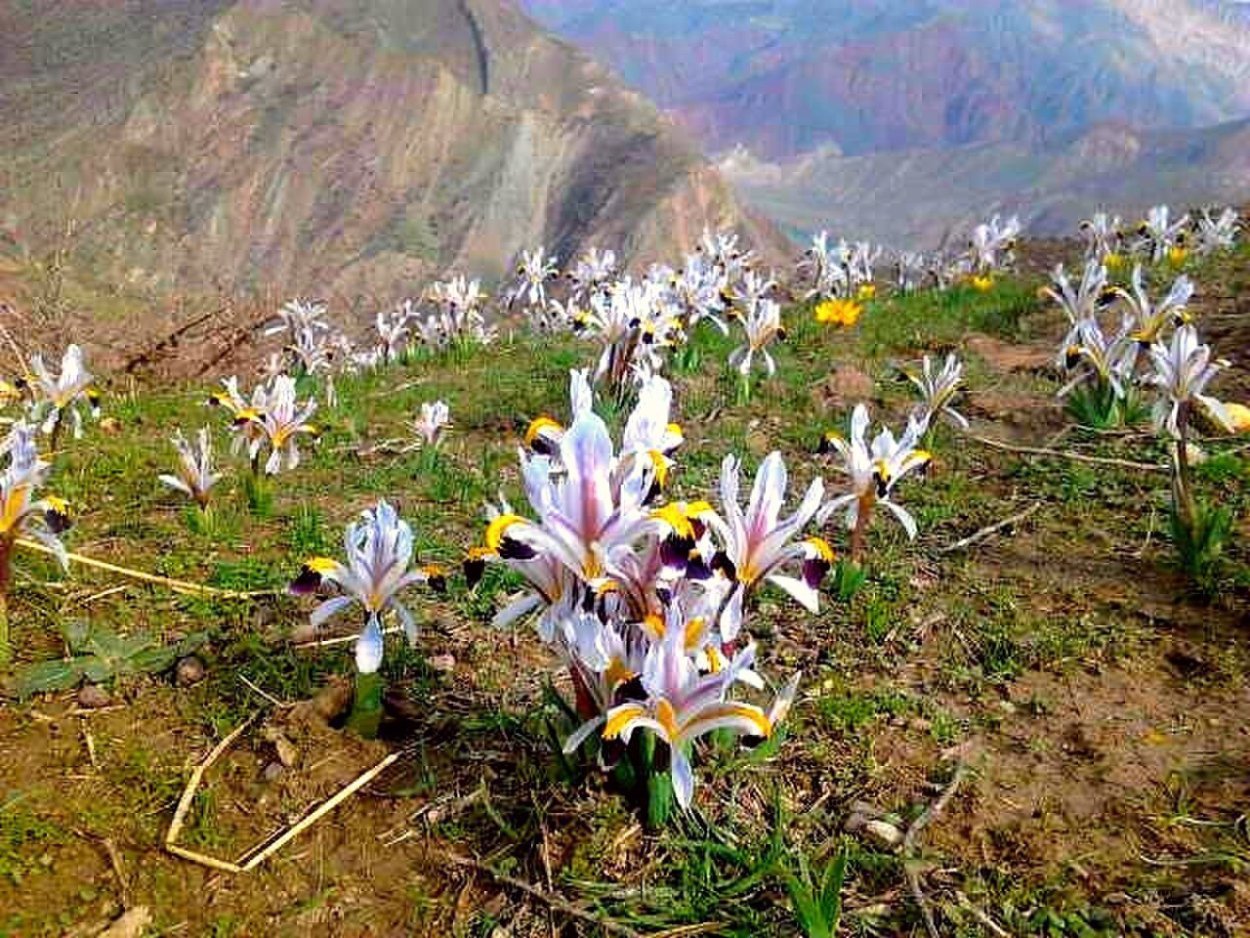 Гули сияҳгуш