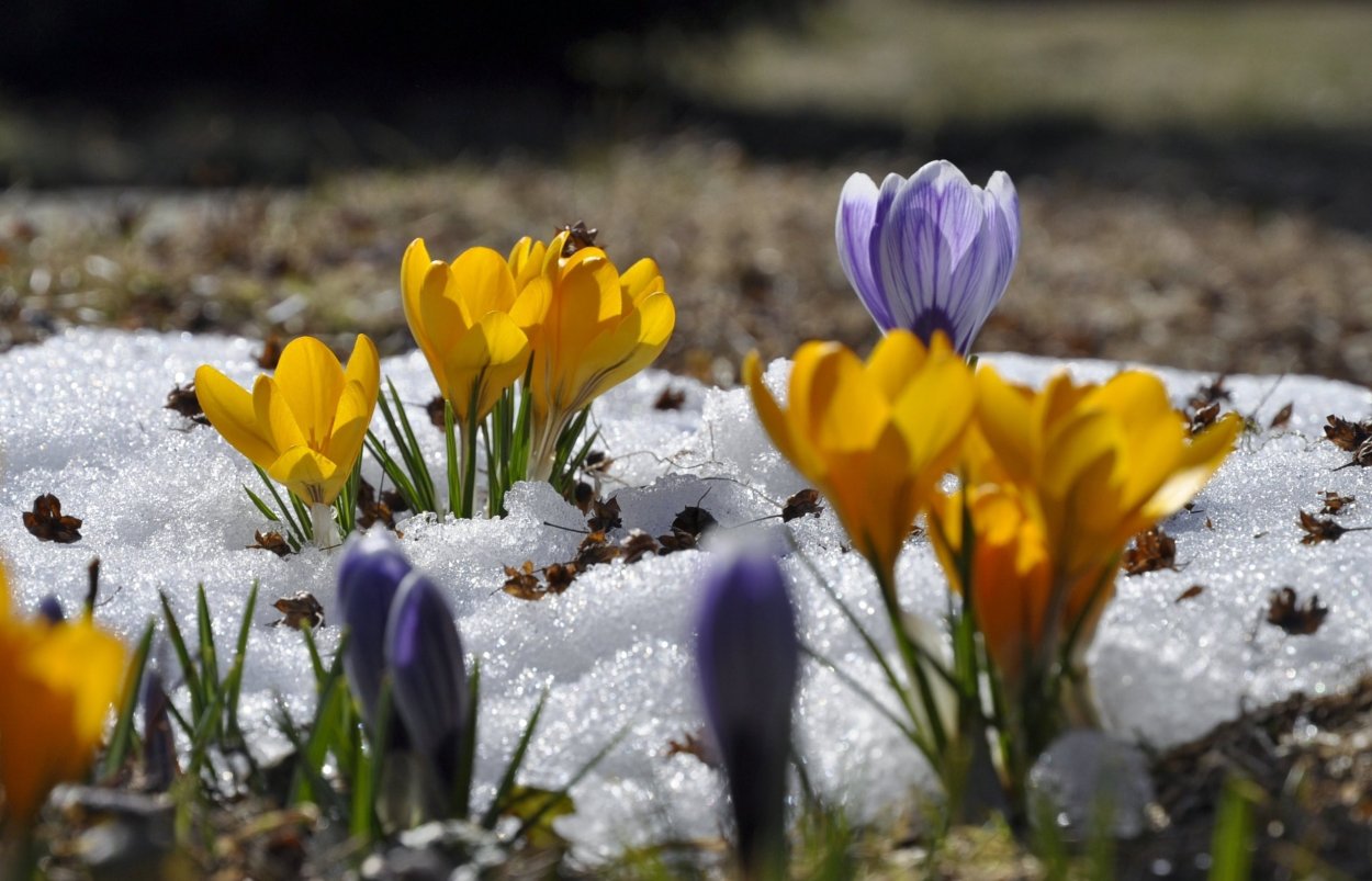 Фотоконкурс весенний пейзаж