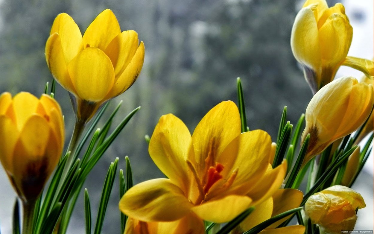 Крокус Шафран желтый