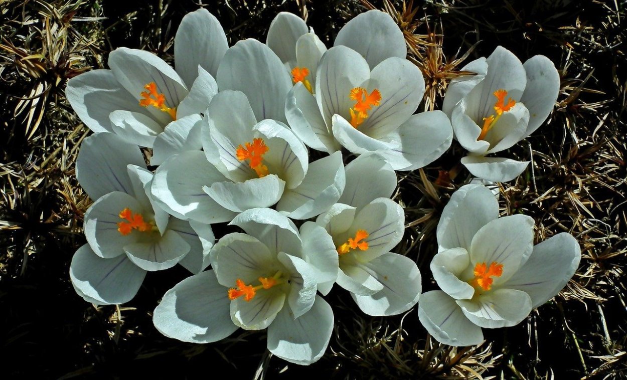 Крокус Уайт