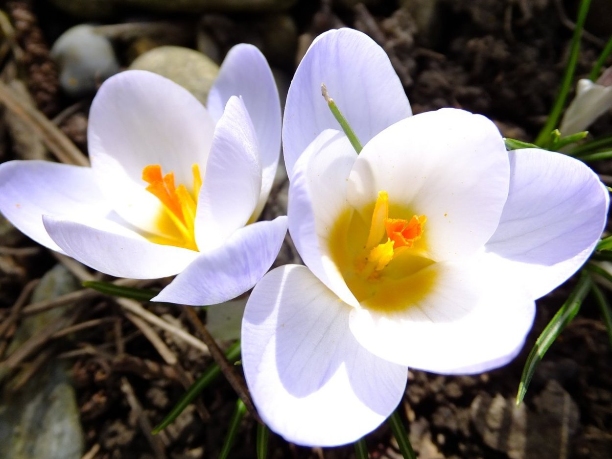 Бойчечак Гули